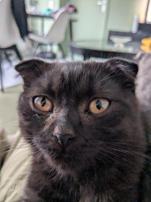 Lieve Skotis Folk kitten zoekt warm nieuw thuis, Dieren en Toebehoren, Katten en Kittens | Overige Katten, Poes