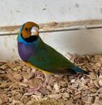 Koppel groene oranjekop paarsborst gouldamadines (2025), Dieren en Toebehoren, Vogels | Overige Vogels, Meerdere dieren, Tropenvogel
