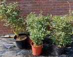 Honingbes planten, Ophalen, Vaste plant, Halfschaduw, Fruitplanten
