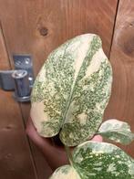 Monstera thai constellation mint ivory variegata plant cream, Huis en Inrichting, Ophalen of Verzenden, Halfschaduw, Minder dan 100 cm