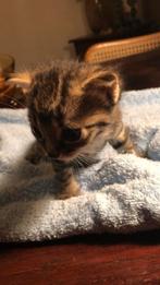 Twee kittens, gestreept en zwart wit gevlekt, vrouwtjes, Poes