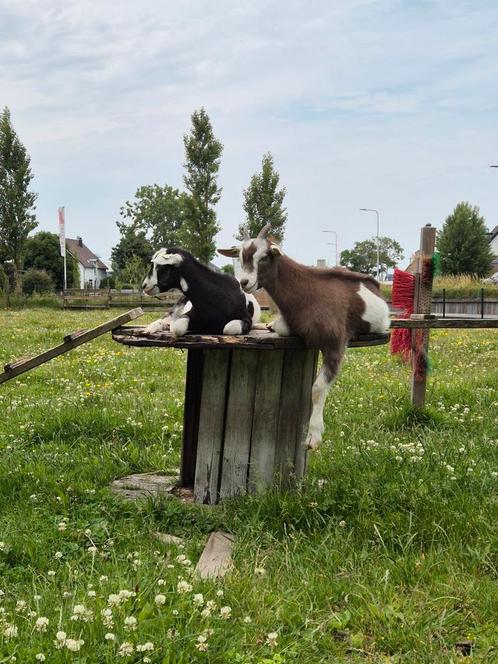 Toggenburger bok, Dieren en Toebehoren, Schapen, Geiten en Varkens, 0 tot 2 jaar