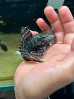 Panaqolus albivermis – L204 pleco