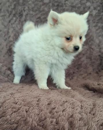 Mooie pomeriaan pups ook, perzik kleur en merle  beschikbaar voor biedingen