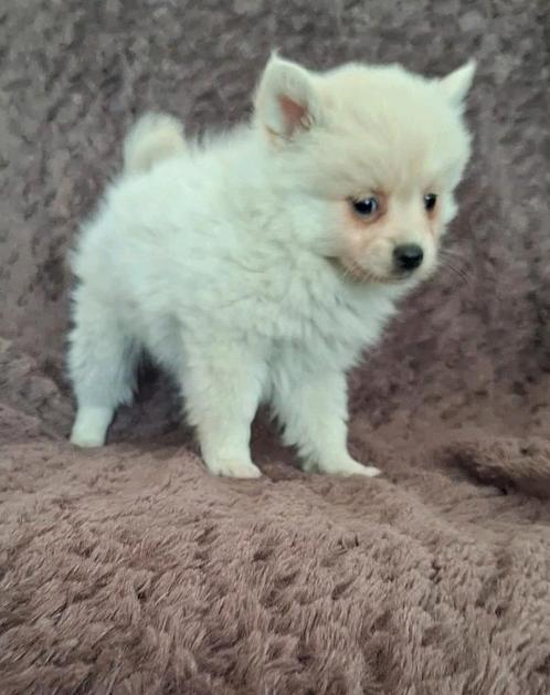 Mooie pomeriaan pups ook, perzik kleur en merle, Dieren en Toebehoren, Honden | Chihuahua's en Gezelschapshonden, Meerdere dieren