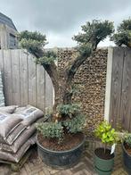 Olea europaea bonsai olijfboom pon pon 80/100cm stam, Tuin en Terras, Planten | Bomen, Olijfboom, Ophalen