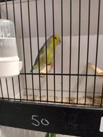 Gevraagd xanthops man, Mannelijk, Parkiet