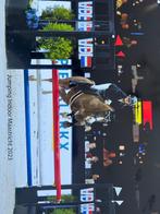 D pony te koop, Dieren en Toebehoren, Pony's, Ruin, 11 jaar of ouder