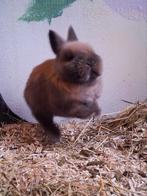 Holland Lop, dwerg hangoor konijntjes, Dieren en Toebehoren, Konijnen, Meerdere dieren, Dwerg, Hangoor, 0 tot 2 jaar