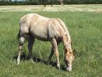 Te koop verschillende AQHA en ApHC westernpaarden, Dieren en Toebehoren, Paarden, Minder dan 160 cm, Niet van toepassing, 0 tot 2 jaar