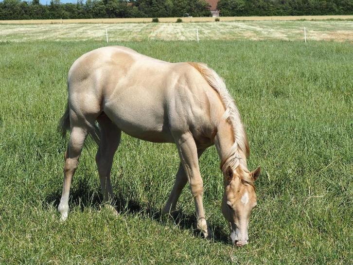 Te koop verschillende AQHA en ApHC westernpaarden, Dieren en Toebehoren, Paarden, Meerdere dieren, Niet van toepassing, Minder dan 160 cm