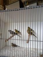 Timbrado, Dieren en Toebehoren, Vogels | Kanaries, Meerdere dieren, Zangkanarie
