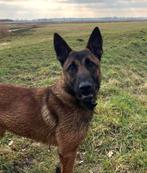 Mechelse herder teef (10 maand), 15 weken tot 1 jaar, Teef, Parvo, Eén hond