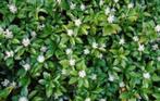 Pachysandra terminalis (schaduwkruid) wit vaste plant, Ophalen, Bodembedekkers, Vaste plant, Halfschaduw
