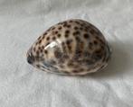 Prachtige glanzende Cypraea Tigris, Tijgerschelp (3), Ophalen of Verzenden, Schelp(en)