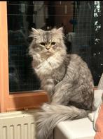 Dekkater perzich langhaar, Dieren en Toebehoren, Katten en Kittens | Dekkaters, 0 tot 2 jaar