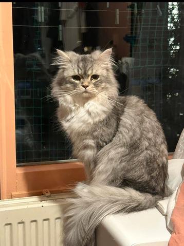 Dekkater perzich langhaar beschikbaar voor biedingen