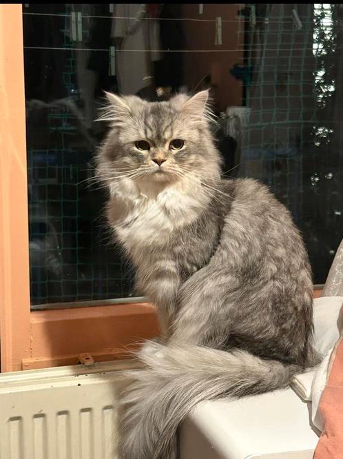 Dekkater perzich langhaar, Dieren en Toebehoren, Katten en Kittens | Dekkaters, 0 tot 2 jaar
