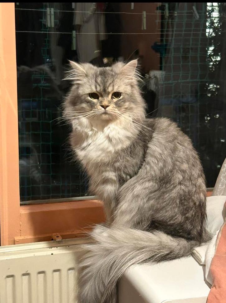Dekkater perzich langhaar, Dieren en Toebehoren, Katten en Kittens | Dekkaters, 0 tot 2 jaar