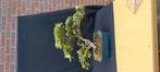 bonsai workshop, Ophalen of Verzenden, Zomer, Volle zon