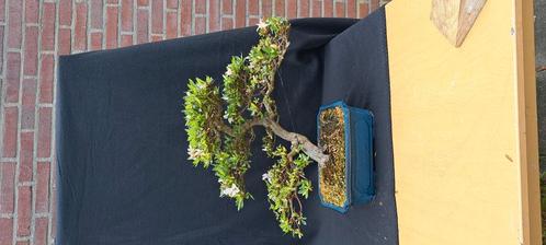 bonsai workshop, Tuin en Terras, Planten | Tuinplanten, Volle zon, Zomer, Ophalen of Verzenden