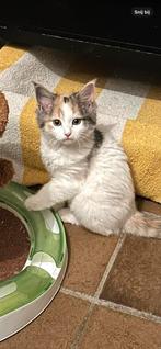 Maine Coon kitten vrouwtje, Meerdere dieren, Gechipt, 0 tot 2 jaar