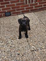 Nog 2 Lieve  Froodles Franse bulldog x toypoedel pups, Dieren en Toebehoren, Honden | Niet-rashonden, 8 tot 15 weken, CDV (hondenziekte)