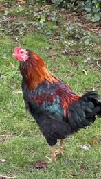 Araucana haan, Dieren en Toebehoren, Pluimvee, Mannelijk, Kip