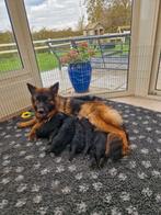 Langharige duitse herder pup puppies met stamboom HD ED vrij, Dieren en Toebehoren, Nederland, Rabiës (hondsdolheid), Reu, 8 tot 15 weken