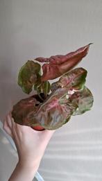 Syngonium Strawberry Ice Galaxy, Ophalen of Verzenden, Overige soorten, Minder dan 100 cm