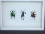 insekten Sagra Longicolius, Ophalen of Verzenden, Nieuw, Insect, Opgezet dier