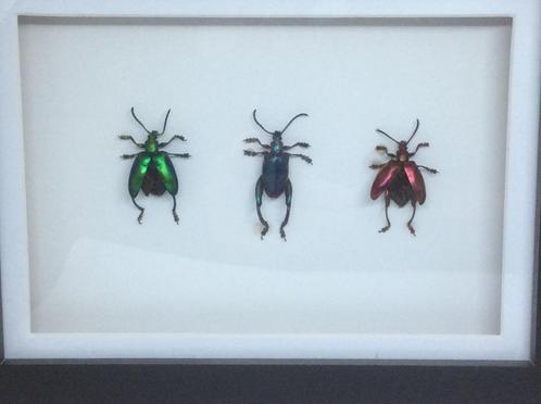 insekten Sagra Longicolius, Verzamelen, Dierenverzamelingen, Nieuw, Opgezet dier, Insect, Ophalen of Verzenden