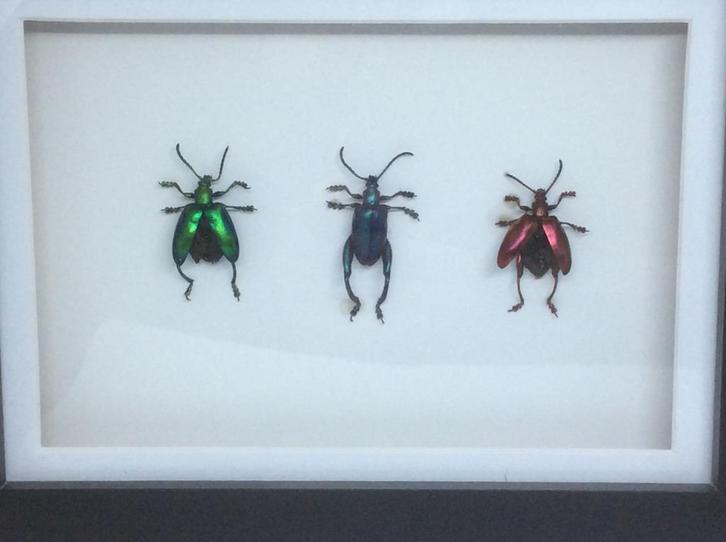 insekten Sagra Longicolius, Verzamelen, Dierenverzamelingen, Nieuw, Opgezet dier, Insect, Ophalen of Verzenden
