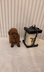 Toy poedel, Dieren en Toebehoren, Honden | Chihuahua's en Gezelschapshonden, Poedel, Reu, Eén hond, Nederland