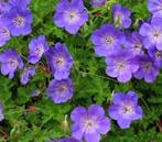Geranium Rozanne - Ooievaarsbek - Bodembedekker - Geranium, Ophalen of Verzenden, Zomer, Bodembedekkers, Volle zon