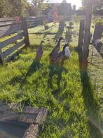 2 koppels loopeenden, Dieren en Toebehoren, Pluimvee, Meerdere dieren, Eend