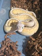 Ballpython vrouw, Dieren en Toebehoren, Slang, 0 tot 2 jaar