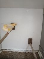 Geel of roodmozaikkoppels, Dieren en Toebehoren, Vogels | Kanaries, Meerdere dieren, Kleurkanarie