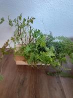 Kamerplanten in houten watergeefsysteem, Huis en Inrichting, Kamerplanten, Ophalen, Halfschaduw, Minder dan 100 cm