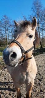 Gezocht  stalmatten., Ophalen