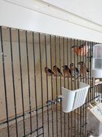 Kapoetsen sijzen, Dieren en Toebehoren, Vogels | Overige Vogels, Meerdere dieren, Geringd