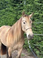 KMSH merrie 4j onbeleerd gangenpaard, Merrie, Minder dan 160 cm, Gechipt, 3 tot 6 jaar