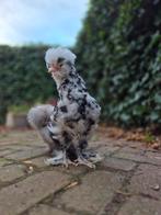 Zijdehoen haan usa gladveer, Dieren en Toebehoren, Pluimvee, Mannelijk, Kip