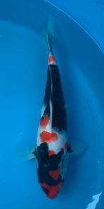 Vhq showa, kweker Hoshikin, nisai, 35 cm, Dieren en Toebehoren, Vissen | Vijvervissen, Karper of Koi