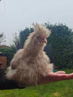 Choco motteld haan, Dieren en Toebehoren, Pluimvee, Mannelijk, Kip