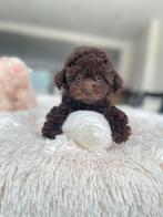 Exclusieve Asian Toy Poedel , micro pups tot 2 kilo, Particulier, Rabiës (hondsdolheid), Overige rassen, 8 tot 15 weken