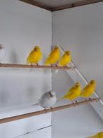 Te koop, Dieren en Toebehoren, Vogels | Kanaries, Mannelijk, Kleurkanarie