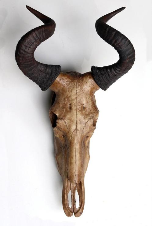 Levensecht Skull Hartenbeest 60 cm lang, Huis en Inrichting, Woonaccessoires | Overige, Nieuw, Ophalen of Verzenden