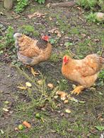 Wyandotte Krielen Mooie Hennen en Haan, Dieren en Toebehoren, Pluimvee, Meerdere dieren, Kip