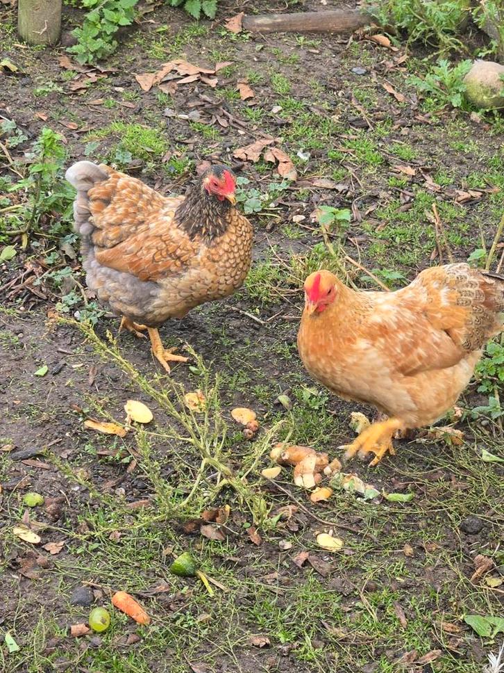 Wyandotte Krielen Mooie Hennen en Haan, Dieren en Toebehoren, Pluimvee, Kip, Meerdere dieren